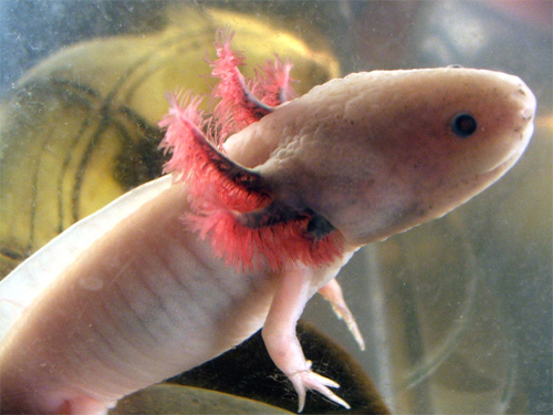 Axolotl2.jpg