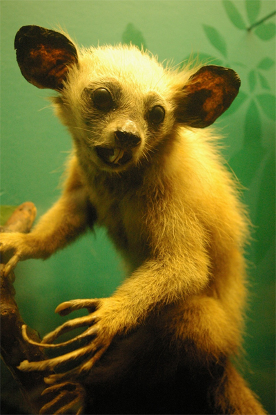 Aye-aye