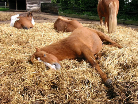 Cheval couché