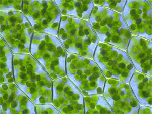 Photosynthèse