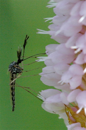 Moustique se nourrissant de nectar