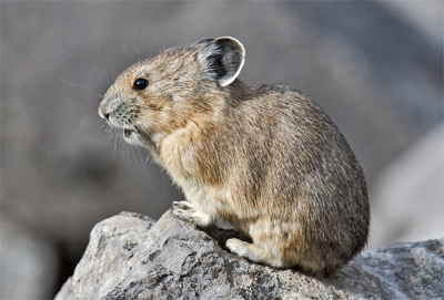 Pika