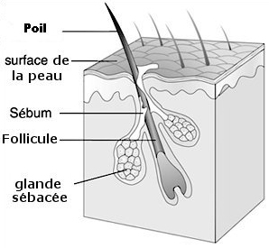 Poil
