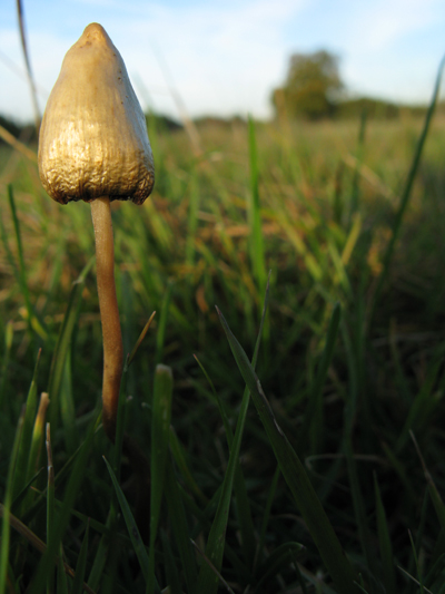 Psilocybe_semilanceata2.jpg