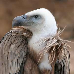 Vautour