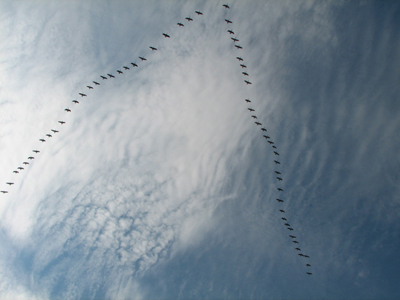 Oiseaux migrateurs qui volent en V